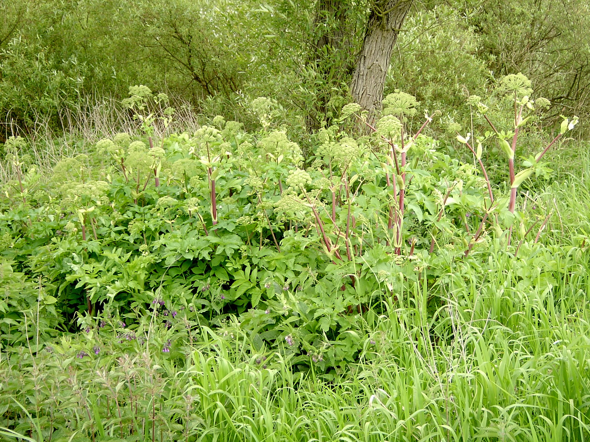معرفی و راهنمای پرورش گیاهان زینتی فضای باز - سنبل ختایی